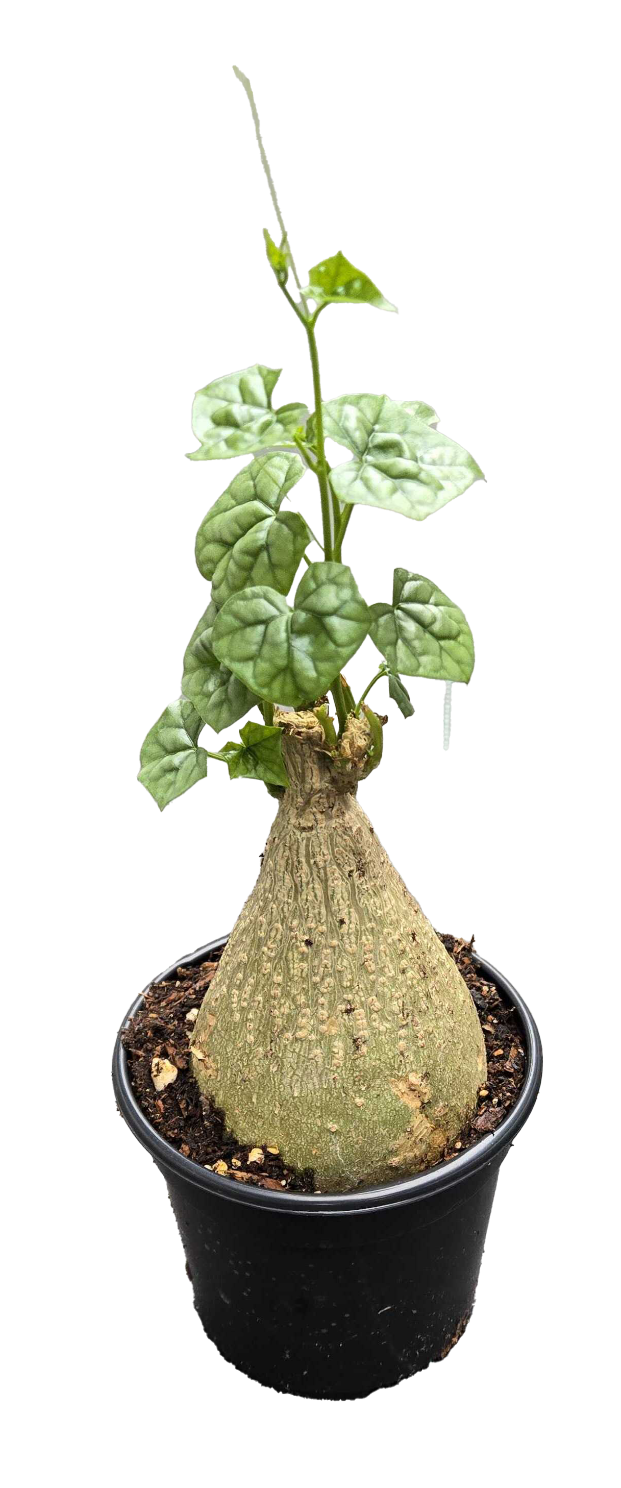 Gerradenthus Macrogizus 'Big Foot' 4 inch Grower Pot