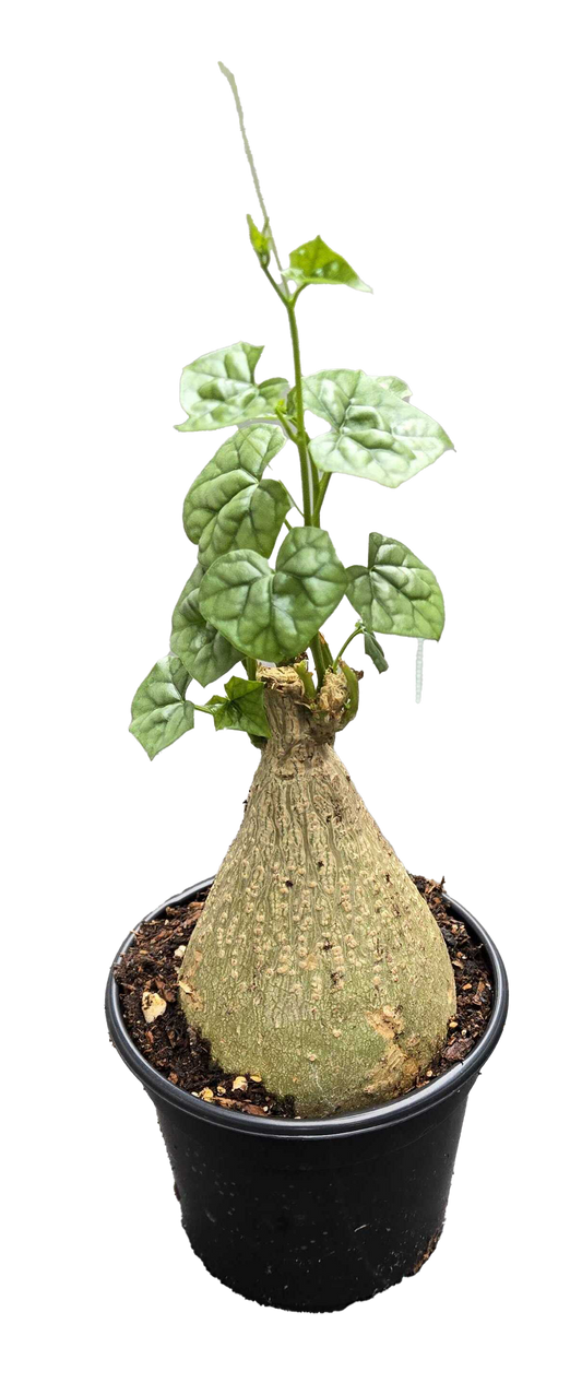 Gerradenthus Macrogizus 'Big Foot' 4 inch Grower Pot