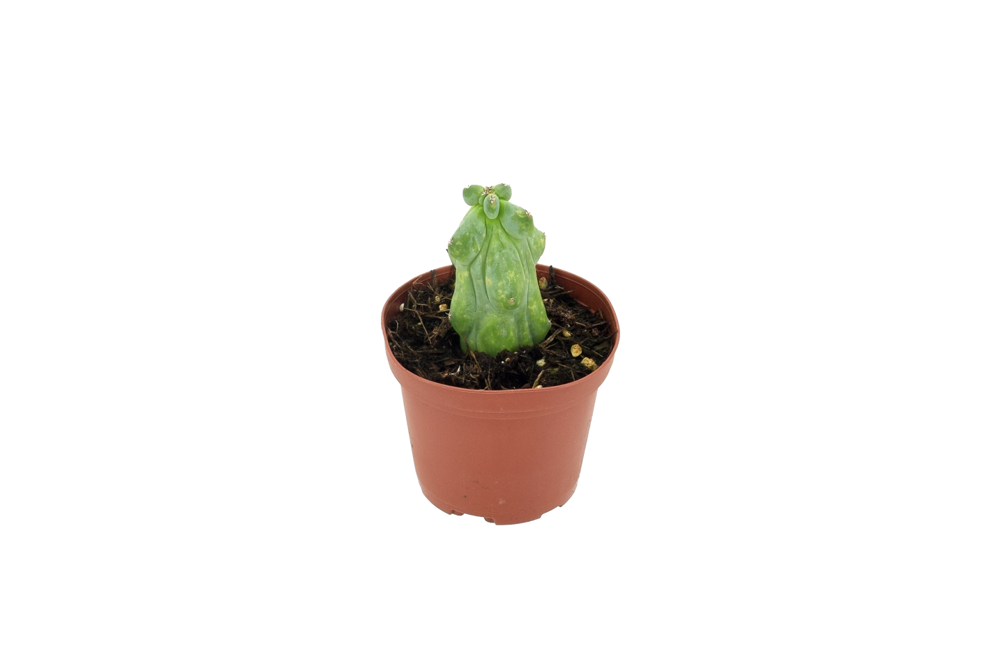 Cactus Boobie Mini 3 inch Grower Pot