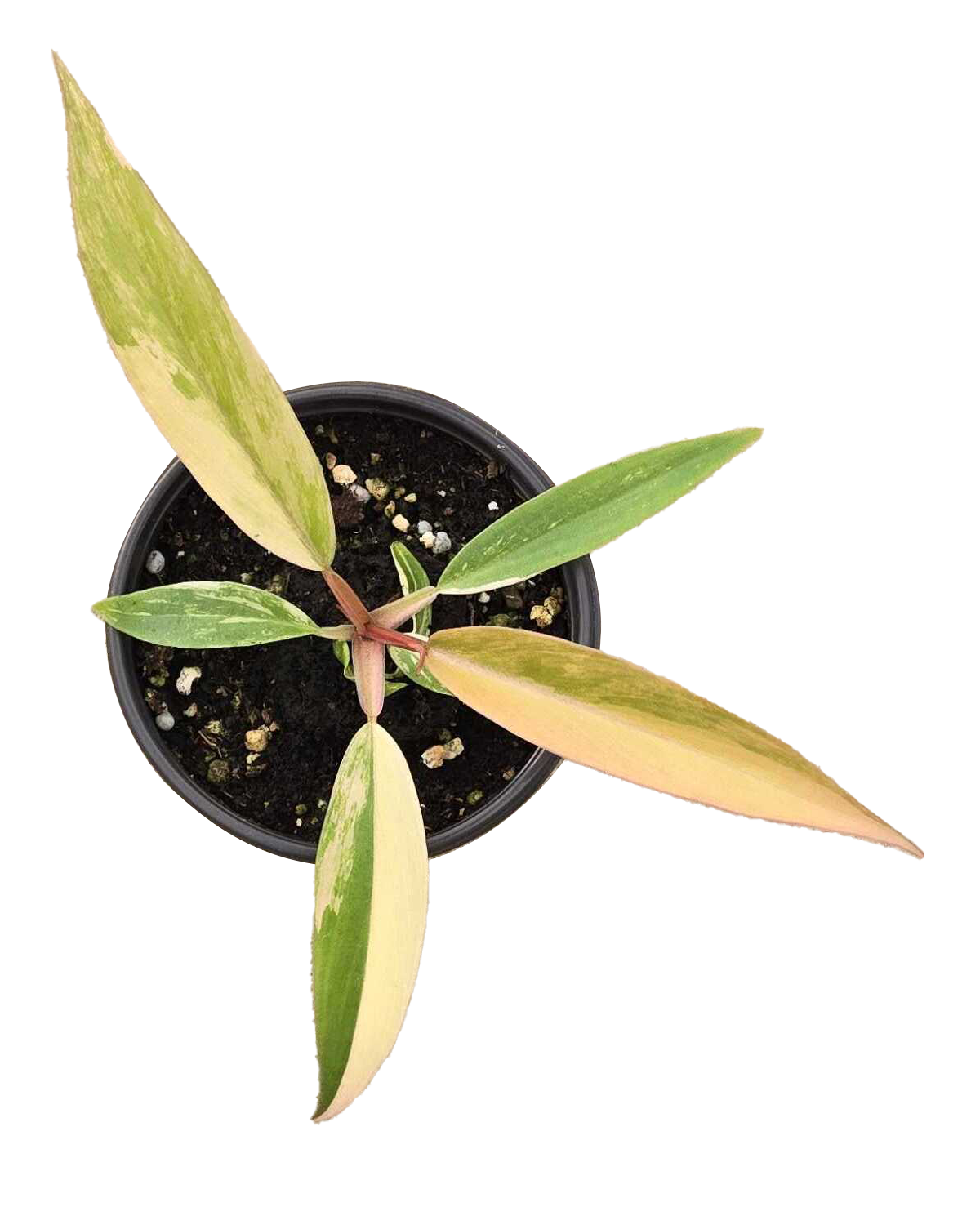 Philodendron Caramel Marble Variegated 3.5 inch Grower Pot