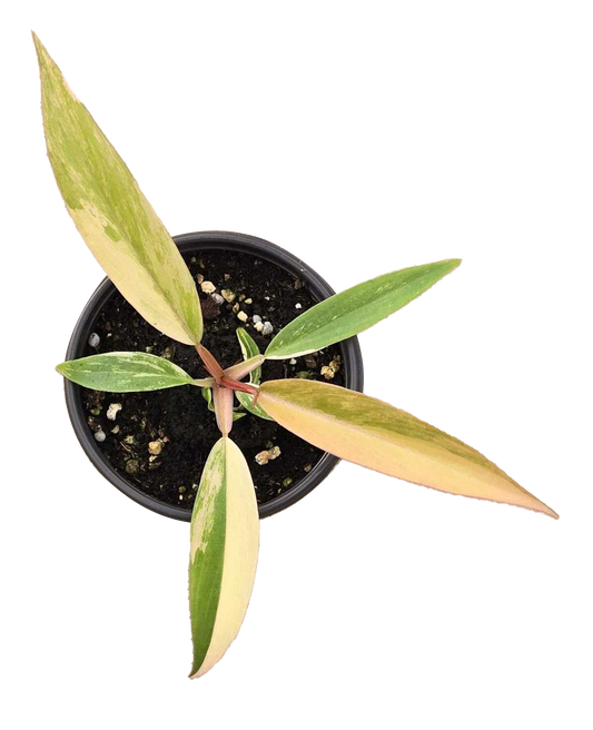 Philodendron Caramel Marble Variegated 3.5 inch Grower Pot