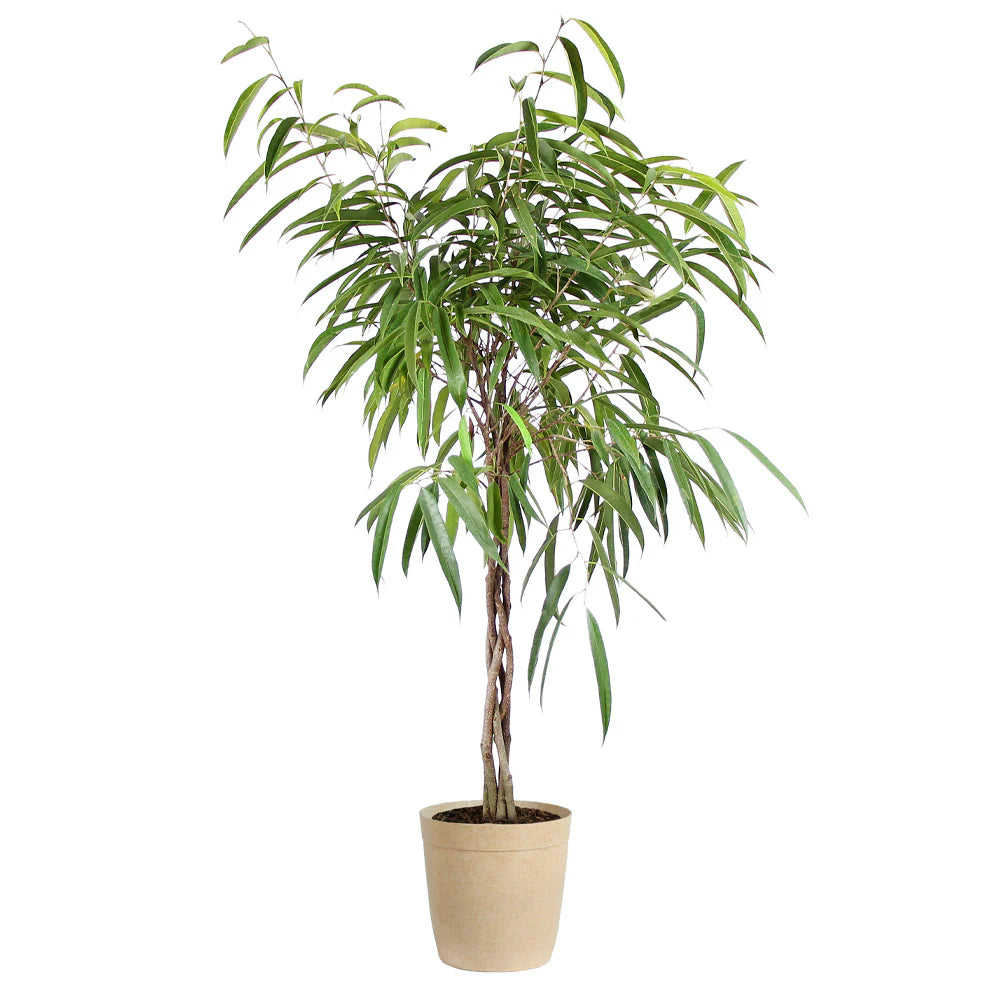 Ficus Ali