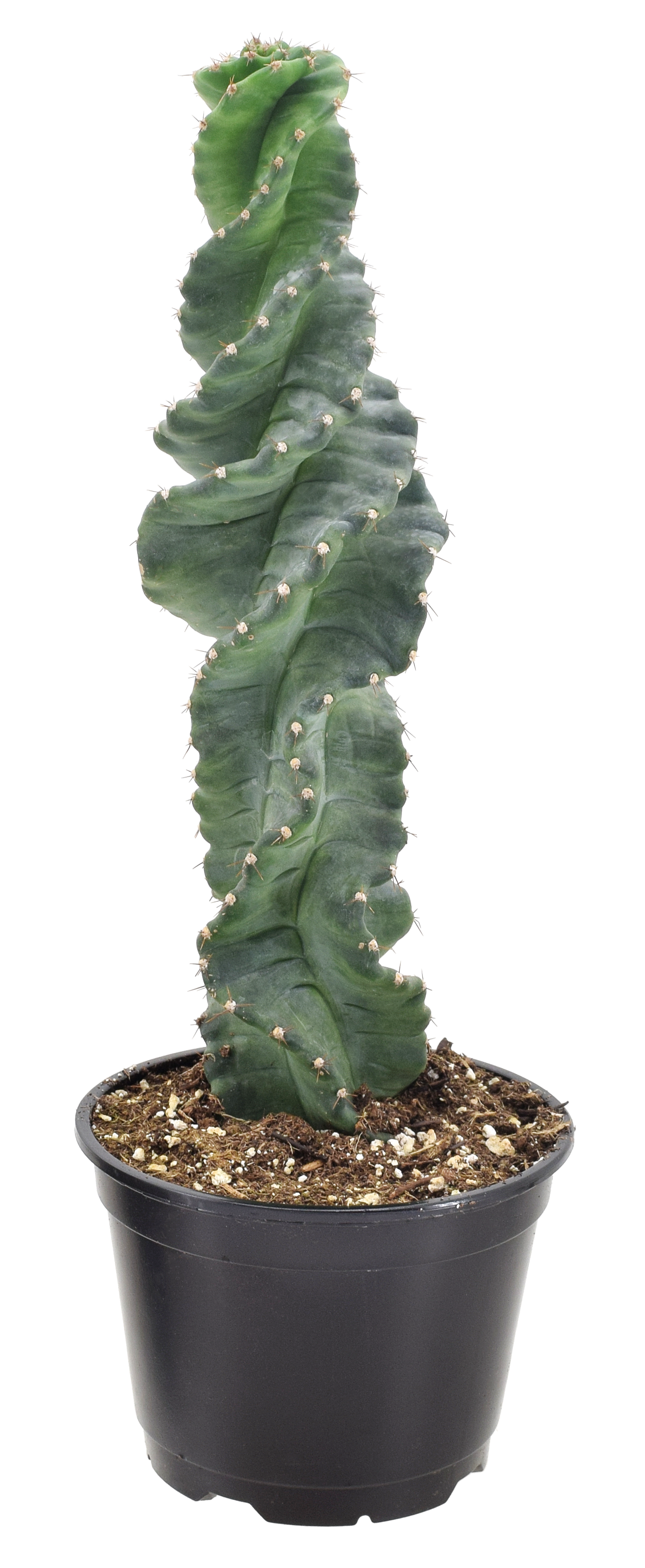 Cactus Spiralis 4 inch Grower Pot