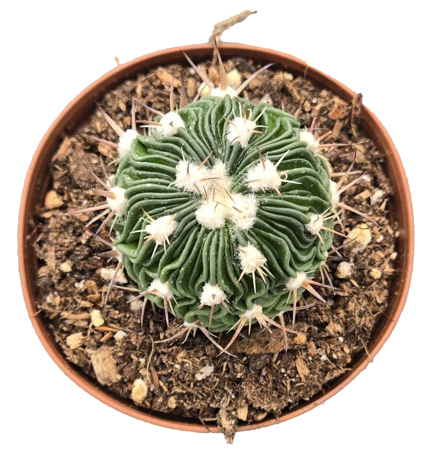 Cactus Stenocactus Multicostatus 'Brain' 3 inch Grower Pot