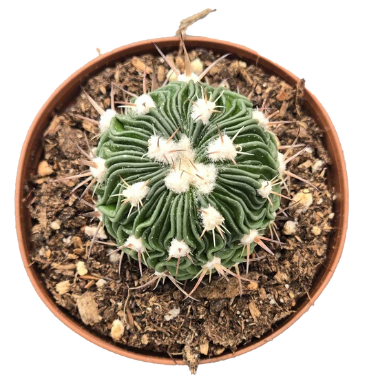 Cactus Stenocactus Multicostatus 'Brain' 3 inch Grower Pot