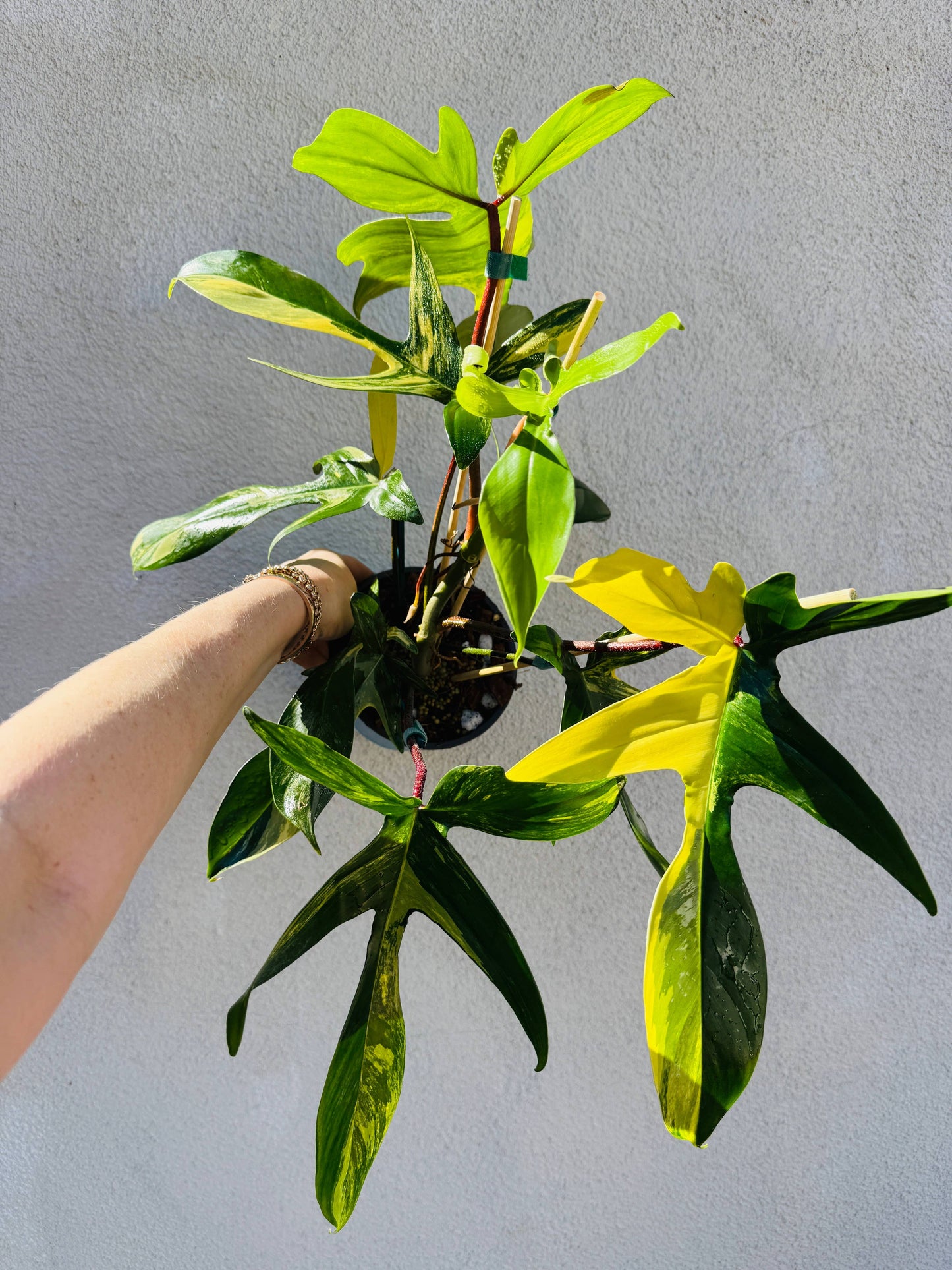 Philodendron Florida Beauty