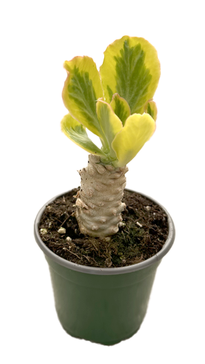 Euphorbia Poisonii 4 inch Grower Pot