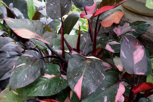 Philodendron Pink Princess.