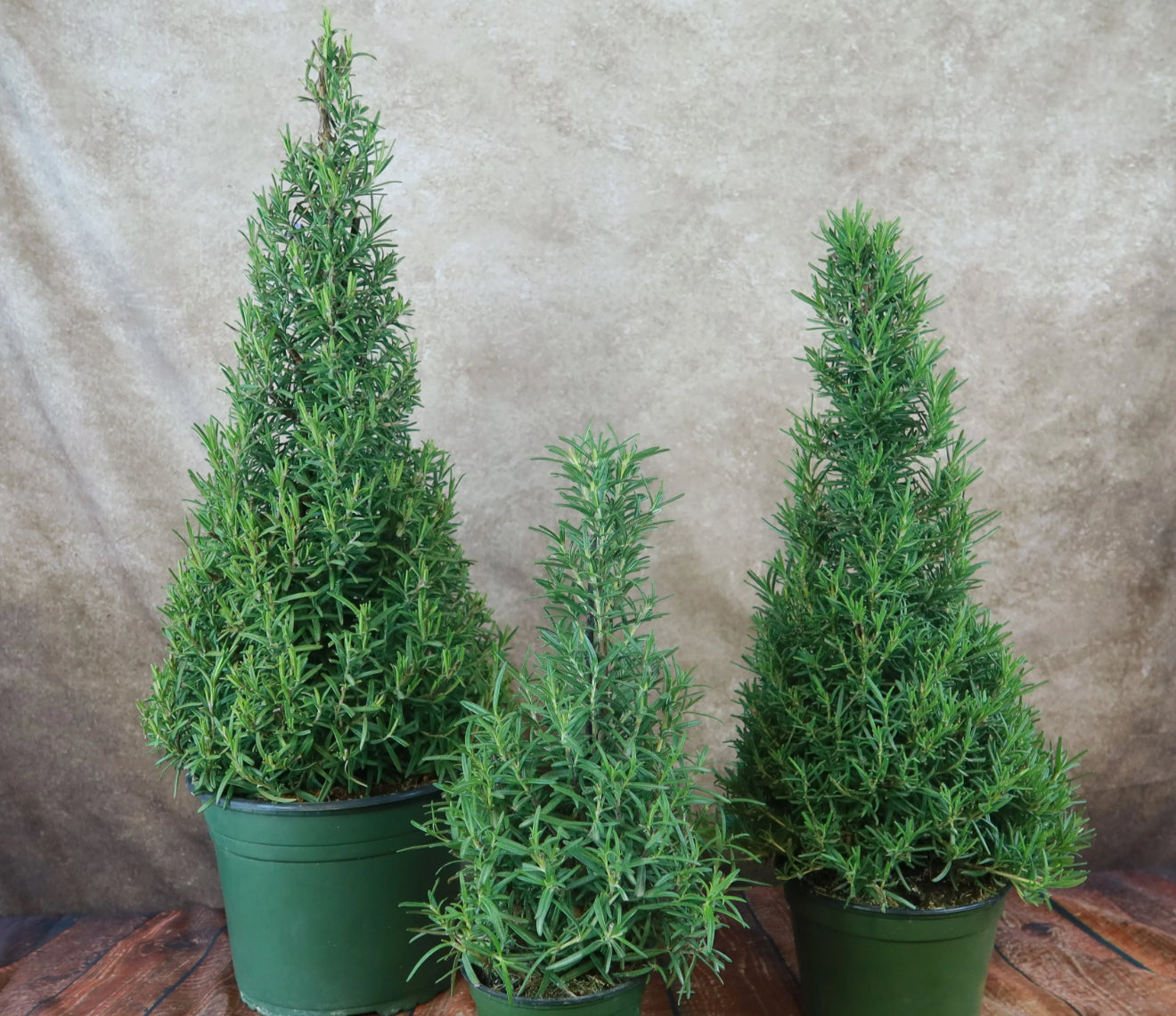 Rosemary Tree