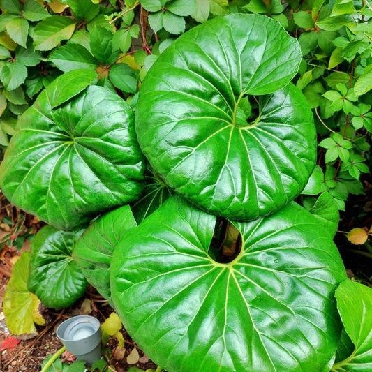 Farfugium Japonicum Gigantea