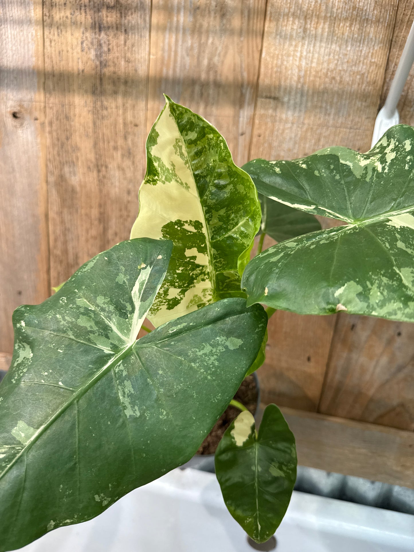 Alocasia Appaloose Gold