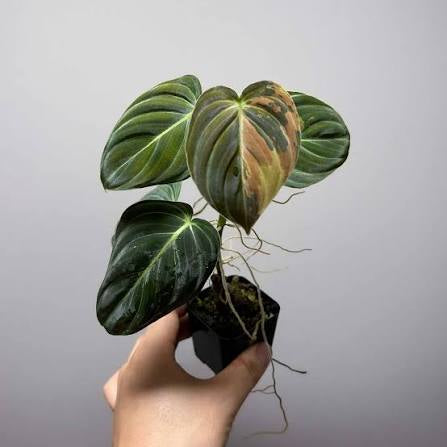 Philodendron Melanocrysum