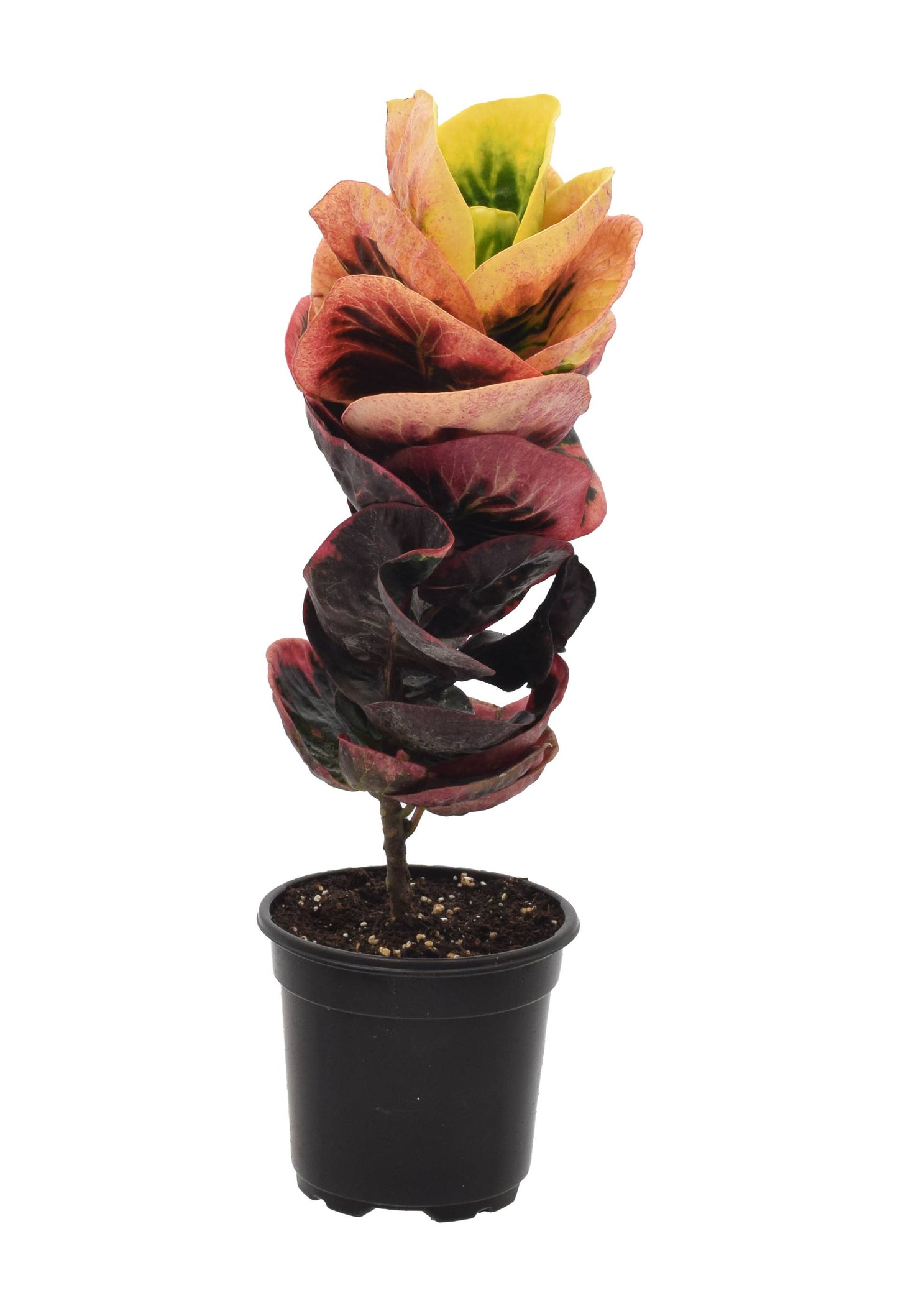 Croton Rose 4 inch in Grower Pot