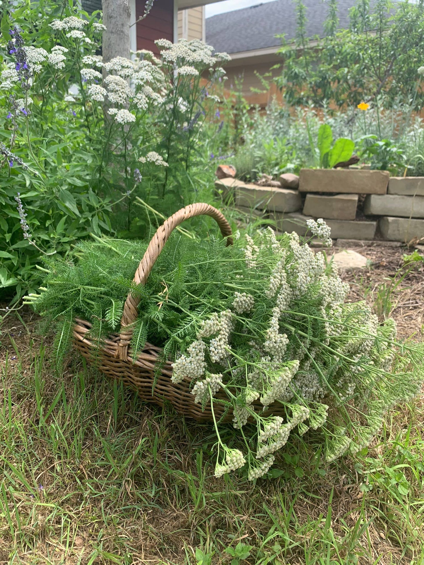 Calendula Healing Balm