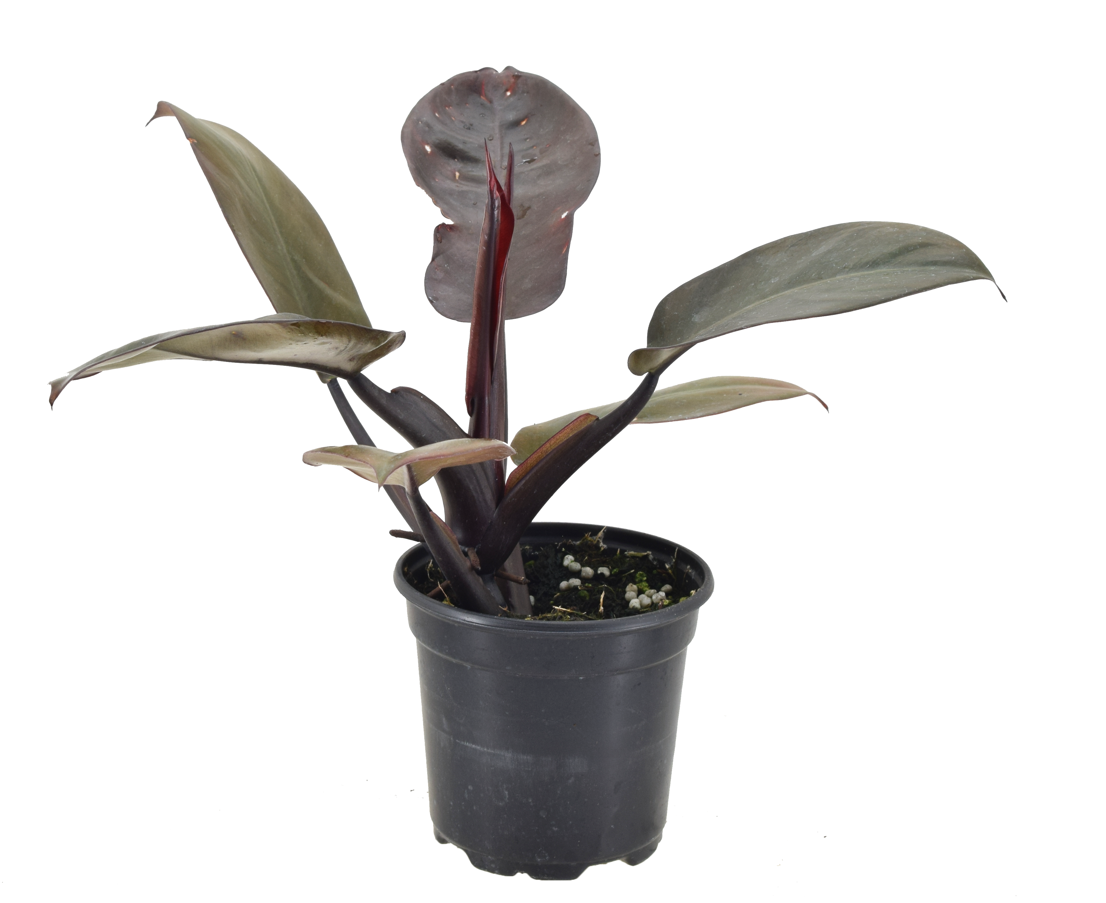 Philodendron Black Cardinal 4 inch Grower Pot – Terra Cotta Botanical  Boutique