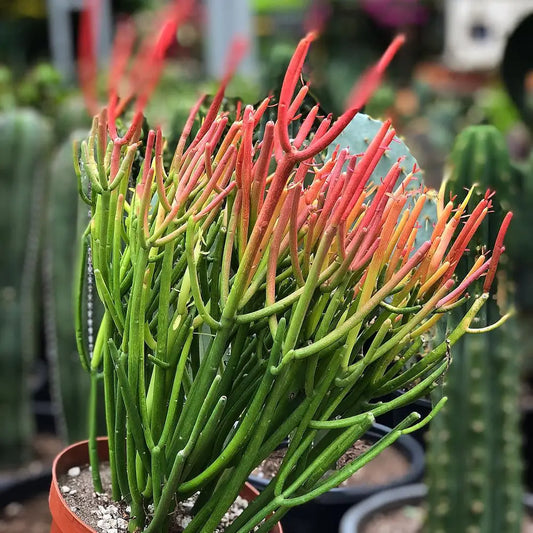 Euphorbia Firesticks