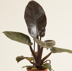 Philodendron Black Cardinal