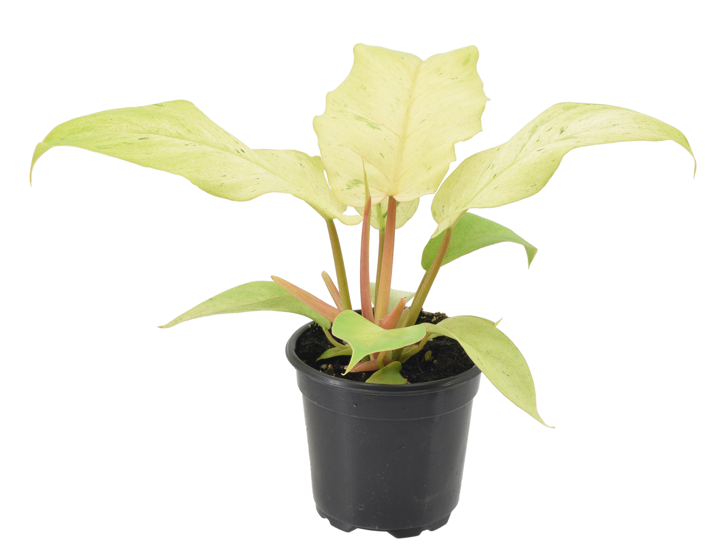 Philodendron Snowdrift 4 inch Grower Pot