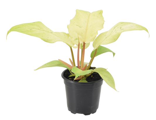 Philodendron Snowdrift 4 inch Grower Pot