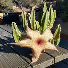 Stapelia