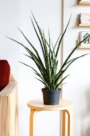 Sanseveria Fernwood