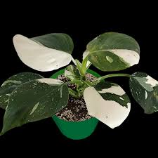 Philodendron White Wizard