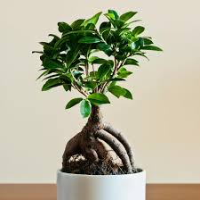Ficus ginseng
