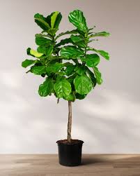 Ficus Lyrata