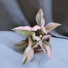 Syngonium Pink Splash