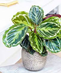 Calathea medallion