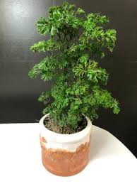 Parsley Aralia
