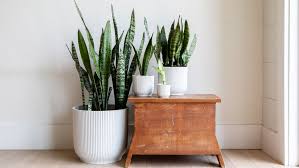 Sansevieria