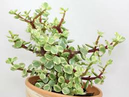 Portulaca Afra