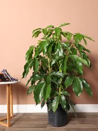 Schefflera amate