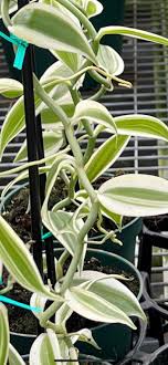 Variegated Vanilla on Hoop
