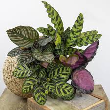 Calathea