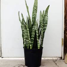 Sanseveria Zeylanica
