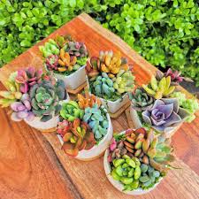 Succulent Garden