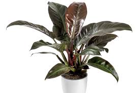 Philodendron Imperial Red