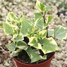 Wax Ivy