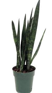 Sanseveria Snakeskin