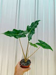 Alocasia Golden Dragon