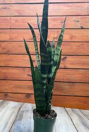 Sanseveria Black Coral