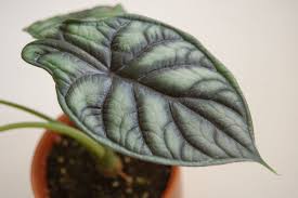 Alocasia Dragon Scale