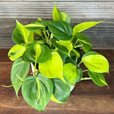 Philodendron 'Brasil'