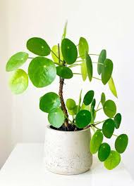 Pilea peperomoides