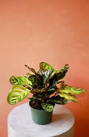 Calathea Peacock