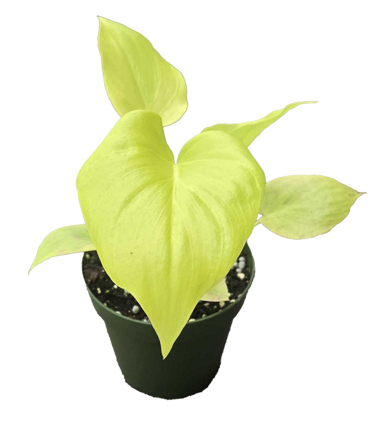 Philodendron Warscewiczii 4 inch Grower Pot