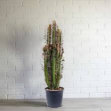 Euphorbia Trigona