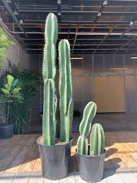 Cereus Peruvianus